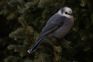 Gray Jay in rocky mountains