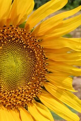 close up of sunflower