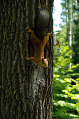 squirrel on tree
