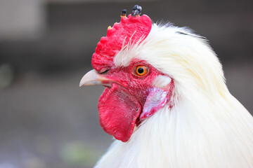 White rooster with red crest and sharp beak in profile on blurred background. Poultry, a large bird on a domestic farm, livestock in the village. Agricultural animals. Place for text.