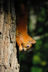 squirrel in the tree