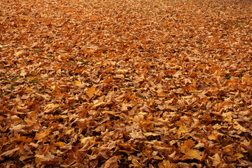 many fallen leaves, autumn park, carpet of dry fallen leaves on the ground in the forest