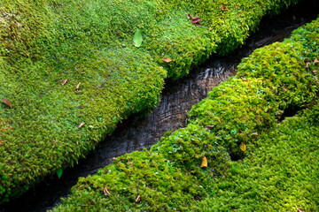 Kyoto,Japan - October 8, 2021: Green moss along narrow stream
