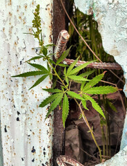  cannabis sprouted between the fence plates