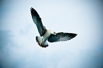 eagle in the sky