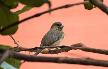 baiano - Sporophila nigricollis