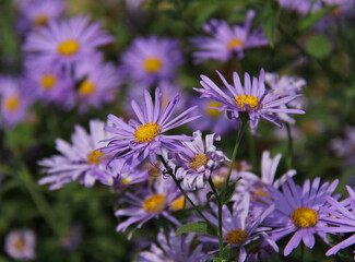 Obraz premium astri viola nei giardini di Levico Terme