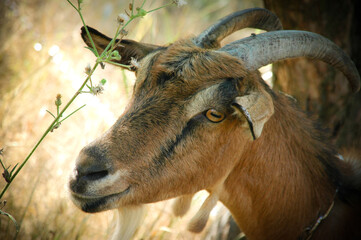 close up of a goat