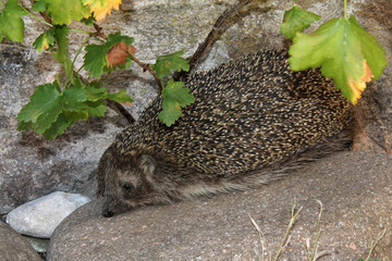 porcospino in esplorazione © gabriffaldi