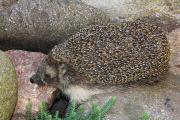 porcospino in esplorazione © gabriffaldi
