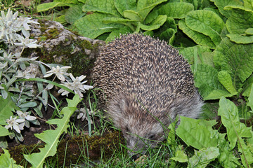 porcospino in esplorazione © gabriffaldi
