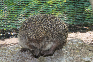 una grattatina da porcospino © gabriffaldi