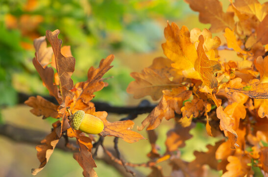 European oak, Quercus robur twig with acorn in autumn with a blurred background