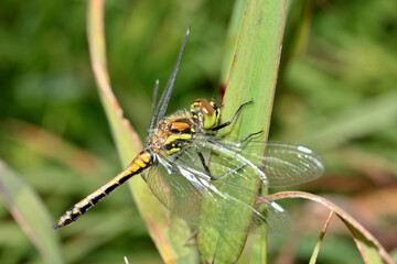 piccola libellula di montagna (Sympetrum danae - femmina)