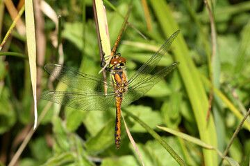 piccola libellula di montagna (Sympetrum danae - femmina)
