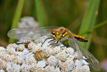 piccola libellula di montagna (Sympetrum danae - femmina)