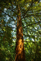 Fototapeta premium autumn in the forest