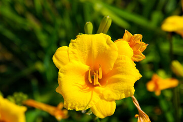 Fototapeta premium yellow flower