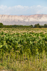 Fototapeta na wymiar Tobacco field, Armenian agricultural landscape