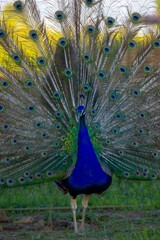 Peacock with fascinating colors.
