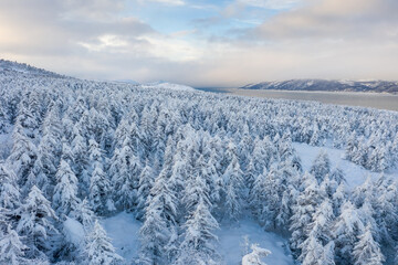 Scenic winter landscape. Beautiful aerial view of a snowy forest and a sea bay. Top view of snow-covered larch trees. Winter nature of the Magadan region and Siberia. Far East of Russia. Cold weather.