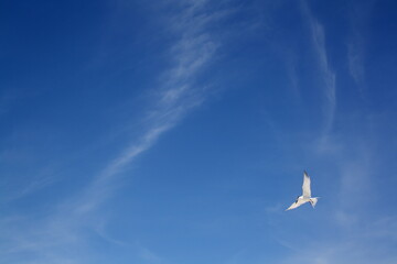 A beautiful blue sky with white smokey clouds with a seagull while flying.