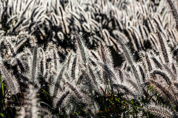 朝日に照らされ輝くチカラシバ