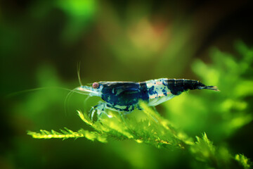 Neocaridina Freshwater Shrimp, dwarf shrimp in the aquarium. Animal macro, close up photography with a focus gradient and soft background. Aquascaping 
