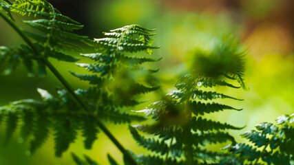 Macro de feuilles de fougère toutes vertes, dans un environnement printanier verdoyant
