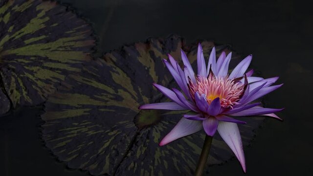 purple lotus lower violet and yellow in water pond slow motion 4k