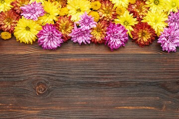 Colorful chrysanthemum flowers on a dark wooden background. Flat lay, copy space