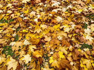 Black wrought iron lattice on a background of yellow leaves