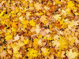 Black wrought iron lattice on a background of yellow leaves