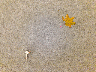 A few yellow leaves are lying on the sand on the beach.  Autumn