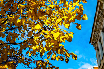 Golden and yellow leaves on trees. Early autumn