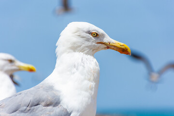 Portrait of a seagull