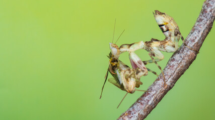 Macro image of A praying mantis (Creobroter gemmatus) having a big meal