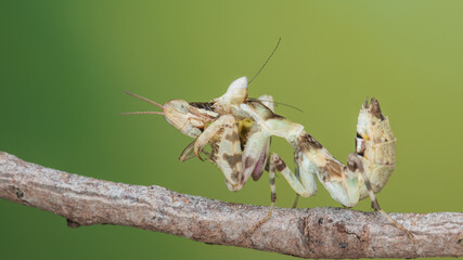 Macro image of A praying mantis (Creobroter gemmatus) having a big meal