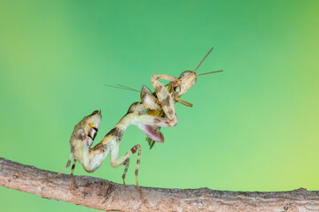 Macro image of A praying mantis (Creobroter gemmatus) having a big meal