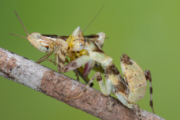 Macro image of A praying mantis (Creobroter gemmatus) having a big meal