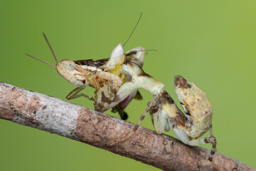 Macro image of A praying mantis (Creobroter gemmatus) having a big meal
