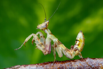 Macro image of A praying mantis (Creobroter gemmatus)