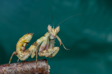 Macro image of A praying mantis (Creobroter gemmatus)
