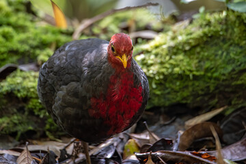 Nature wildlife bird of crimson-headed partridge on deep jungle rainforest, It is endemic to the island of Borneo