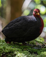 Nature wildlife bird of crimson-headed partridge on deep jungle rainforest, It is endemic to the island of Borneo
