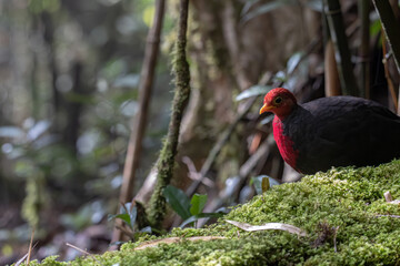 Obraz premium Nature wildlife bird of crimson-headed partridge on deep jungle rainforest, It is endemic to the island of Borneo