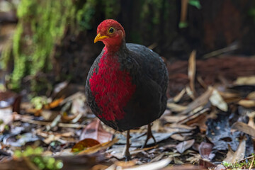 Nature wildlife bird of crimson-headed partridge on deep jungle rainforest, It is endemic to the island of Borneo
