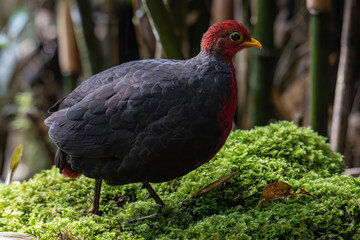 Nature wildlife bird of crimson-headed partridge on deep jungle rainforest, It is endemic to the island of Borneo