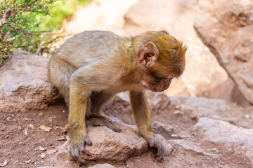 Portrait of a wild baby barbary ape in Morocco