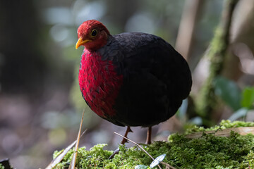 Nature wildlife bird of crimson-headed partridge on deep jungle rainforest, It is endemic to the island of Borneo